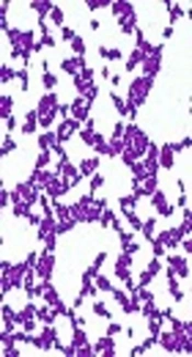 Staphylococcus and Linezolid Resistance in Iran